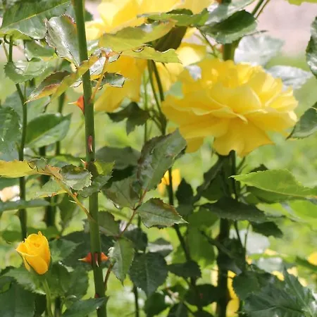 Magdalena Apartment Balatonfured