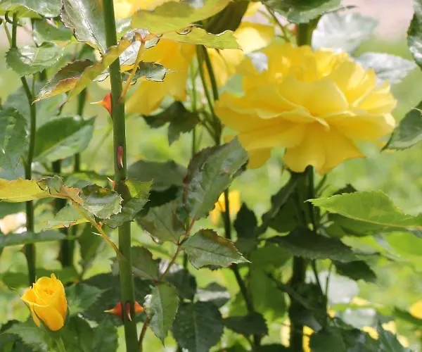 Magdalena Apartament Balatonfüred